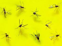 Fungus Gnats