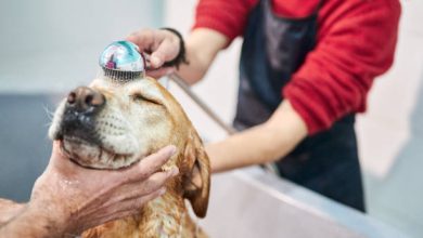 istockphoto 1205337168 612x612 1